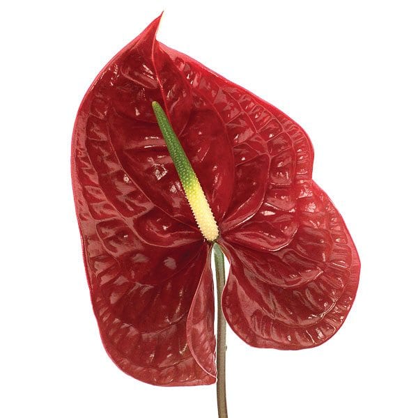 anthurium-tropic-night-2_dvflora