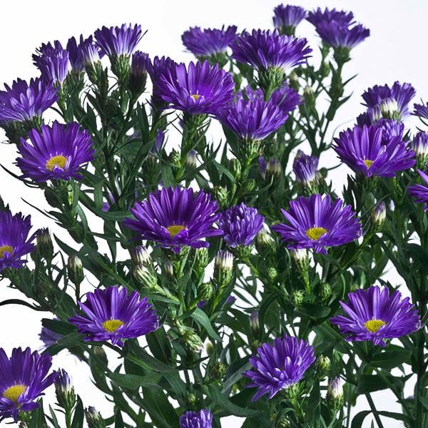 asters_mardi-gras-_esmeralda