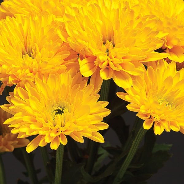 chrysanthemum_gold