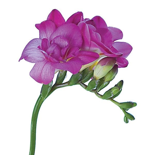 Freesia_Sun-Valley-Farms_Purple_Star