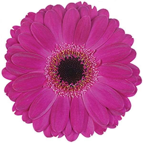Gerbera_Green-Valley-Floral_terra_saffier