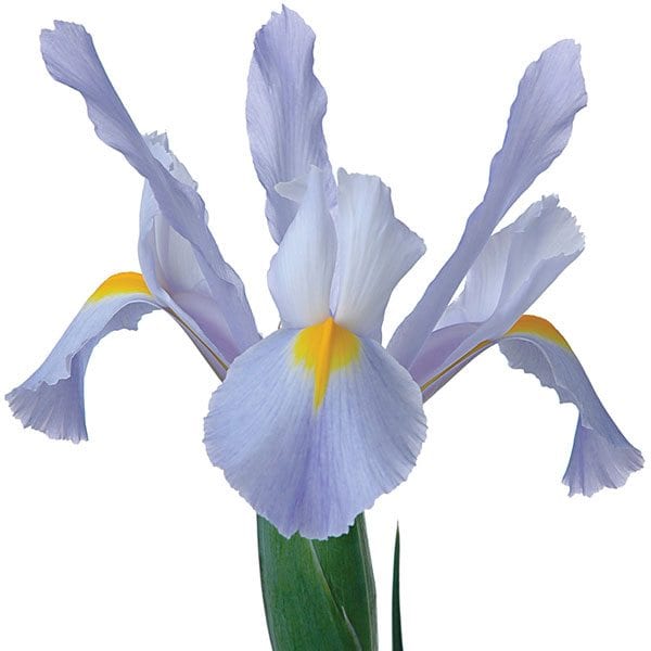 Iris_SunValley_Beaugregard