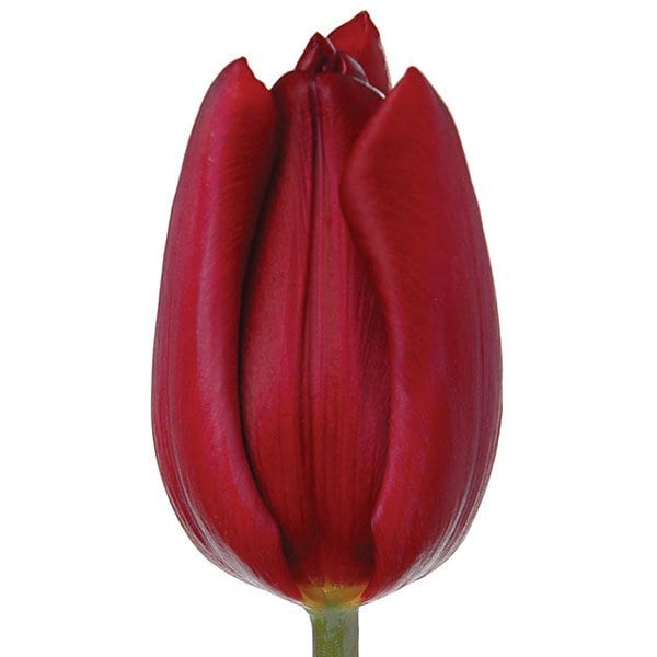 Tulip_Sun-Valley-Group_Dark_Star