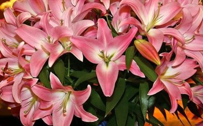 ‘Tabledance’ Wins Outstanding Varieties Competition