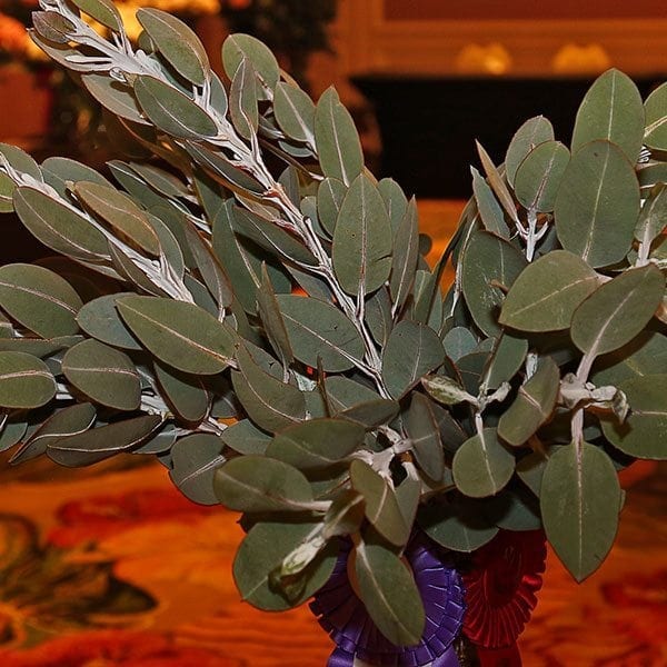 SAF OV 16 Best in Class - decorative foliage Eucalyptus Eucalyptus Tetragona Resendiz Brothers Protea Growers