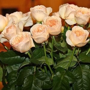 SAF OV 16 Best in Class - gardenrose - Juliet (Ausjameson) Green Valley Floral