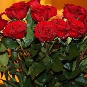 SAF ov16 - Best In Class - Rose, Black Pearl, Rosaprima International, LLC