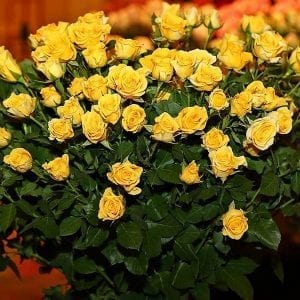 SAF OV 16 Best in Class - sprayrose - Brilliant Stars Yellow, Connectaflor