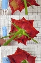 AFE Announces More Than $310,000 in Research Funding