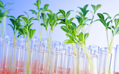 Educators, Students, State Floral Associations and Independent Designers