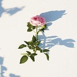 High Profile Pair Team Up to Create New Perfume Rose