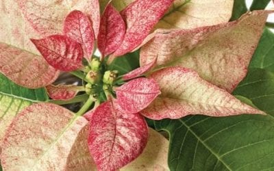 Poinsettia Care Tips