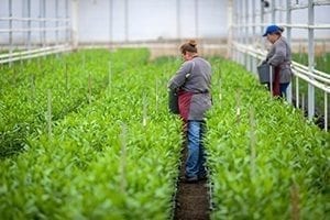 Workers place supports for flowers in a greenhouse using hydrophonic growing systems at The SunValley Group growers in Oxnard, CA.  The company will provide about 100,000 flowers to the Rose Parade this year. (Photo by David Crane/Los Angeles News Group)