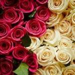 stock image red and white roses