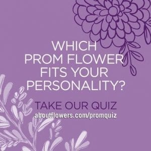 SAF created a quiz to help teens discover their prom personality, which members can share via email or social media. 