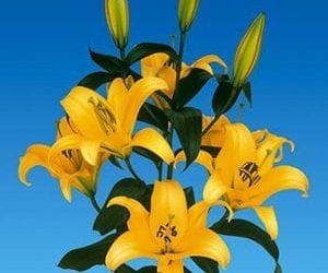 Oriental Trumpet Lilies