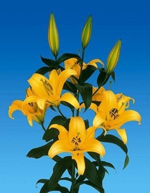 Oriental Trumpet Lilies