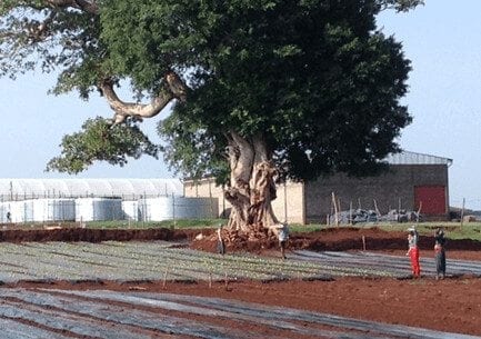 Foreign-Owned Flower Farms Attacked in Ethiopia