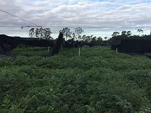 Hurricane Matthew Hits Florida Cut Foliage Industry Hard