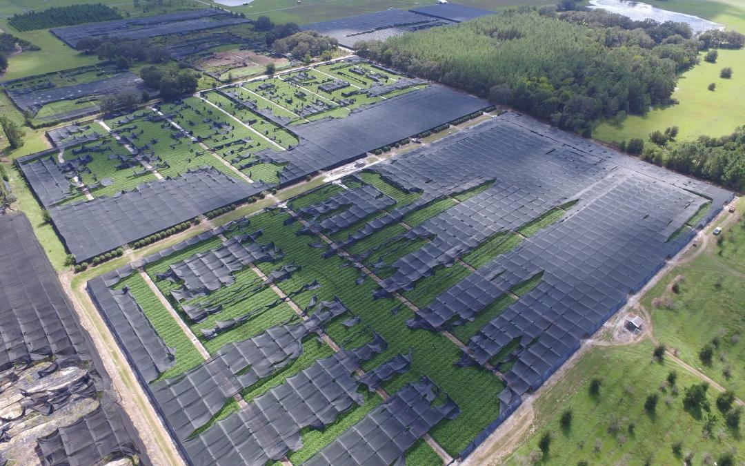 Growers Predict Shortages of Key Foliage for Valentine’s Day