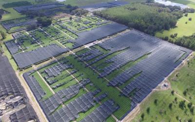 Growers Predict Shortages of Key Foliage for Valentine’s Day