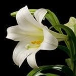 Remind customers to keep cats away from Easter lilies.