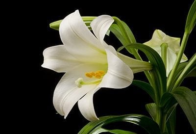 Remind Consumers (and Sales Staff) about Easter Lilies and Cats
