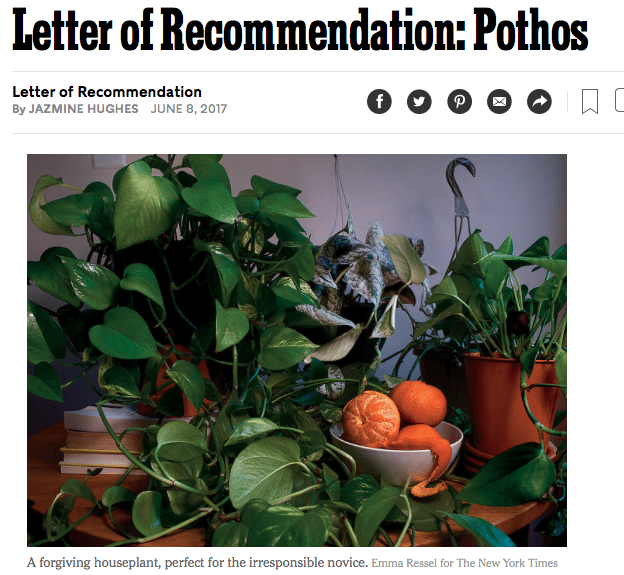 How a Houseplant Helped a ‘Depressed Spinster’ Find Joy