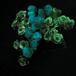 Boston florist Rick Canale is encouraging “Star Wars” fans to visit “the dark side” with phosphorescent roses.