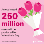 USAToday_Snapshot_Vday2018_Roses