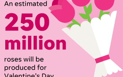 News Reports Recommend Valentine’s Day Flowers from SAF Florists