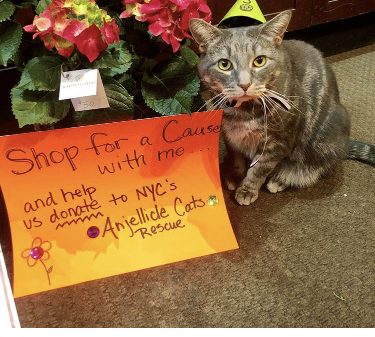 Feline Mascot Generates Goodwill, Foot Traffic for NYC Florist