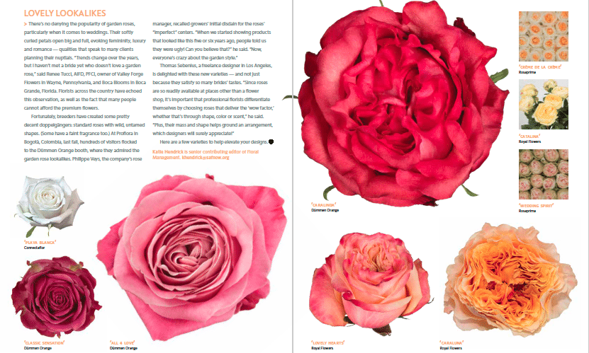 Lush, Untamed Roses to Delight Royal Admirers