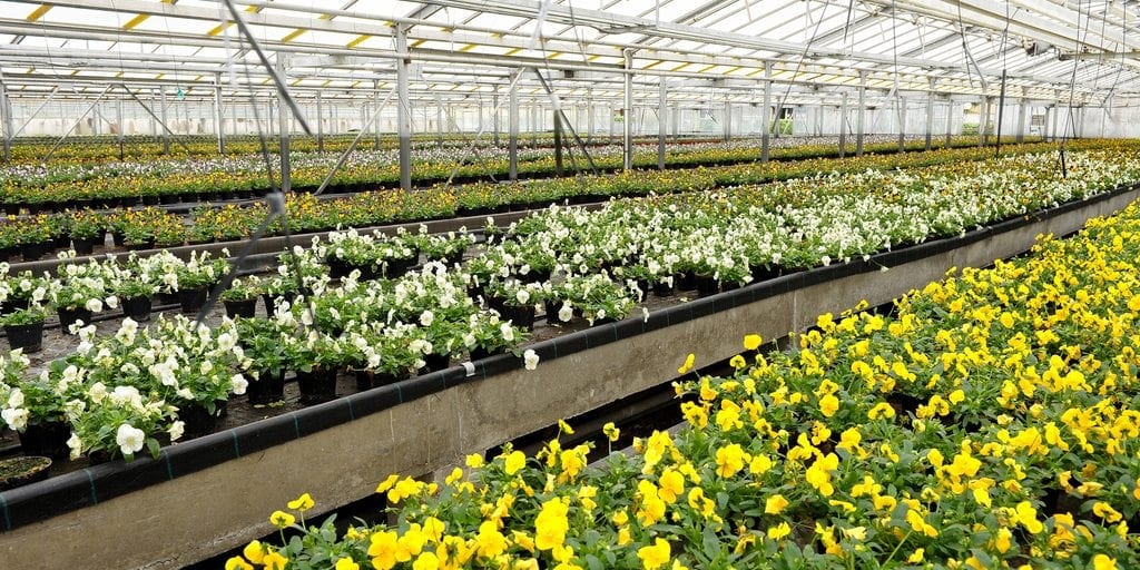 SAF Working to Protect Floral Innovation