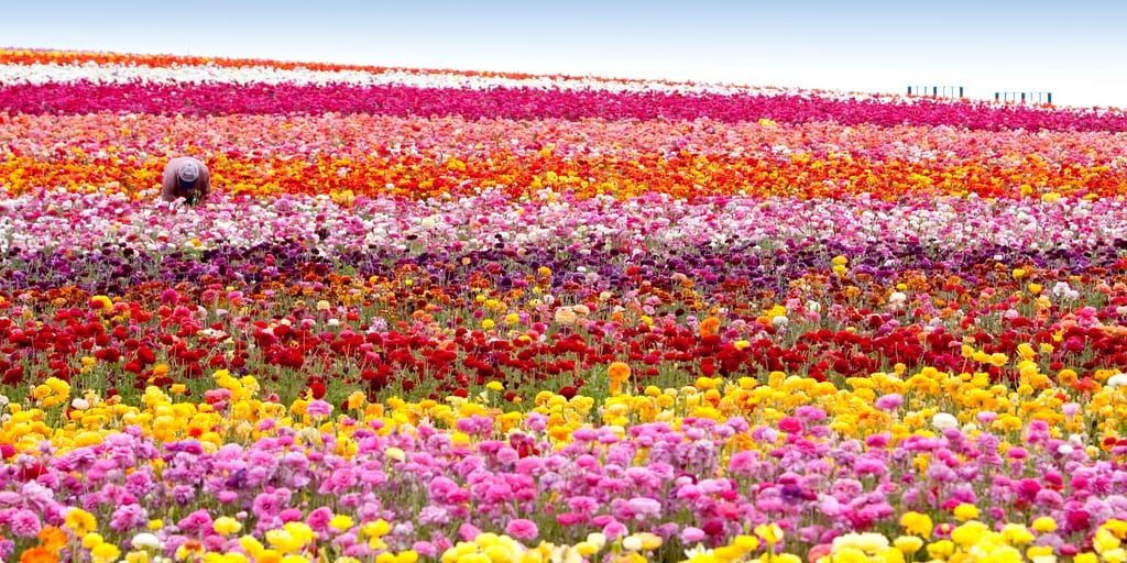 House Passes Farm Bill