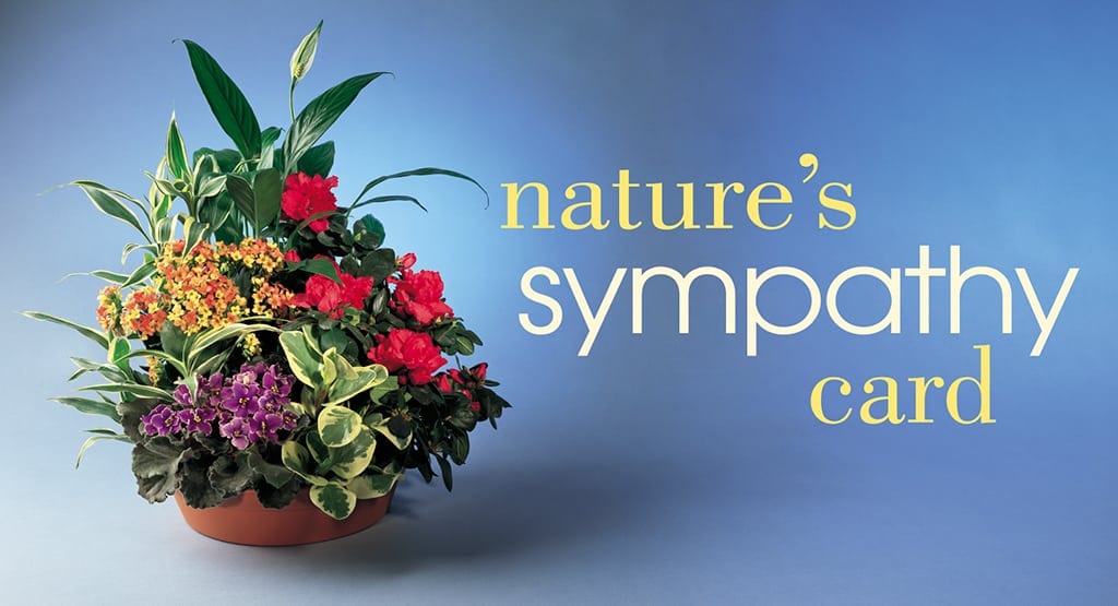 natures sympathy postcard poster of nature's sympathy postcard