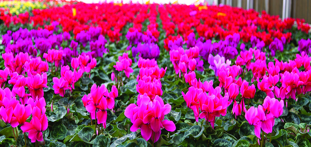 Minnesota Grower Reduces Turnover With New Hiring System