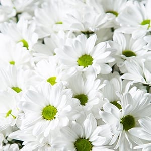 ‘Alma’ Takes Top Honors at SAF’s Outstanding Varieties Competition