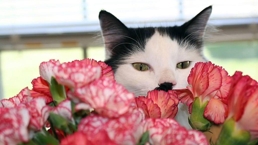 black and white cat peeking from behind carnations cat with carnations