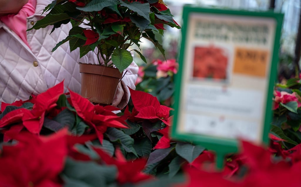 Print, Copy and Distribute Poinsettia Brochures and Fliers