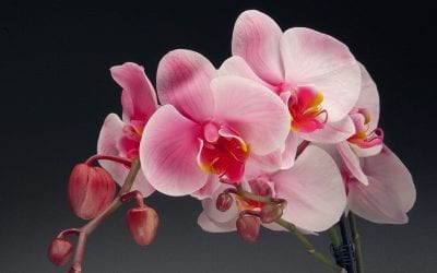 Westerlay Orchids Raises $89,000 For Local Cancer Center