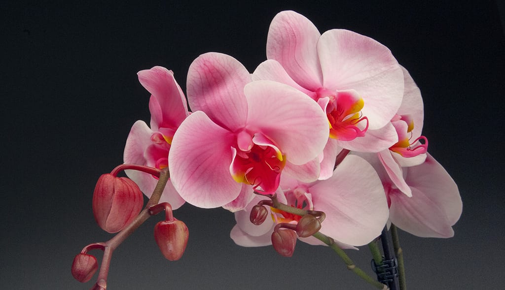 Westerlay Orchids Raises $89,000 For Local Cancer Center