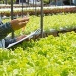 Young farmer hydroponics is monitoring the quality of water used to grow crops. In his hand he holds a glass tube containing test substance.