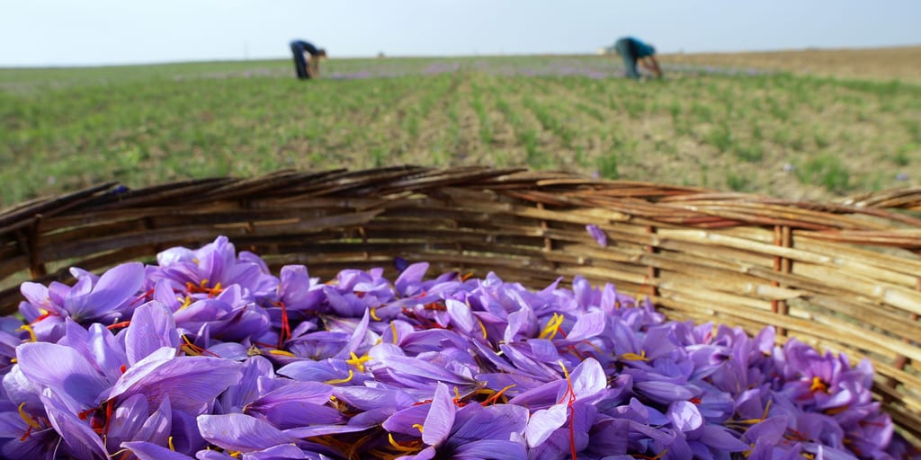 Wage Increases Mandated For H-2A Workers