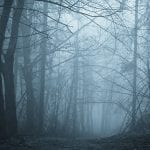 ghostly woods with mist