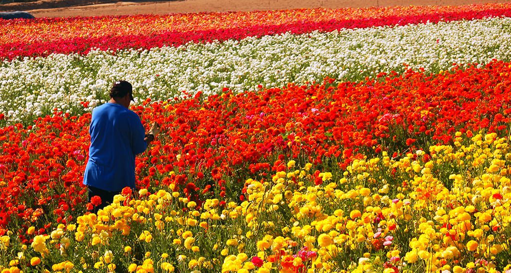 President Trump Expresses Reservations about E-Verify