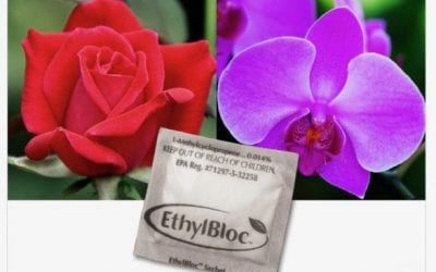 Steal these Ideas for Mother’s Day Social Media Posts