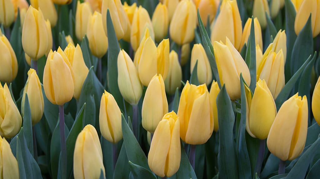 Tulip Mania: A Story of Passion and Risk