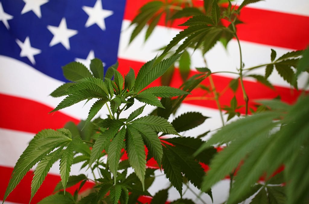 Federal Government Seeks Grower Input on Hemp Production Program