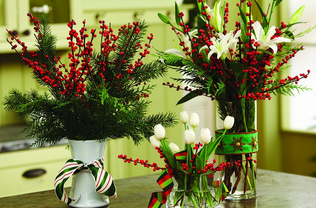 Just in Time for Christmas: A Primer on Holly and Ilex Care